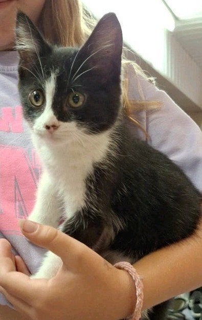 huisje gezocht voor 2 kittens, Kater, Kortharig, 0 tot 2 jaar