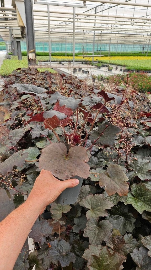 Heuchera Palace Purple - Purperklokje - Paars, Bodembedekkers, Volle zon, Vaste plant, Ophalen of Verzenden