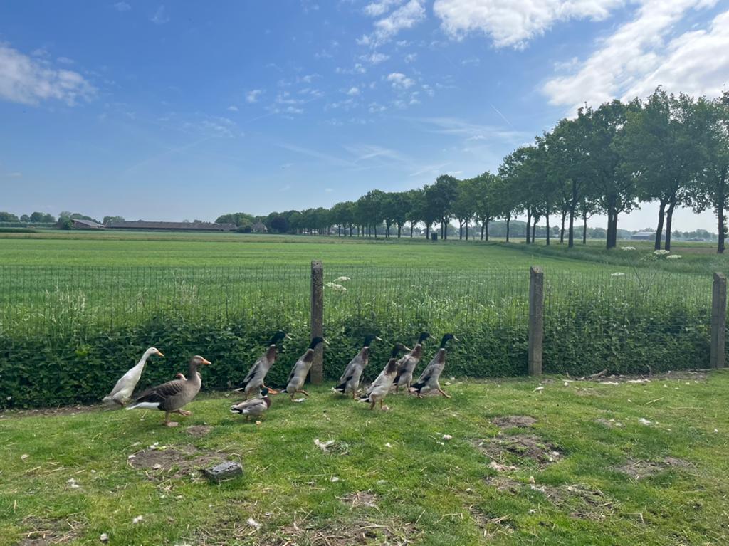 Loopeenden mannetjes