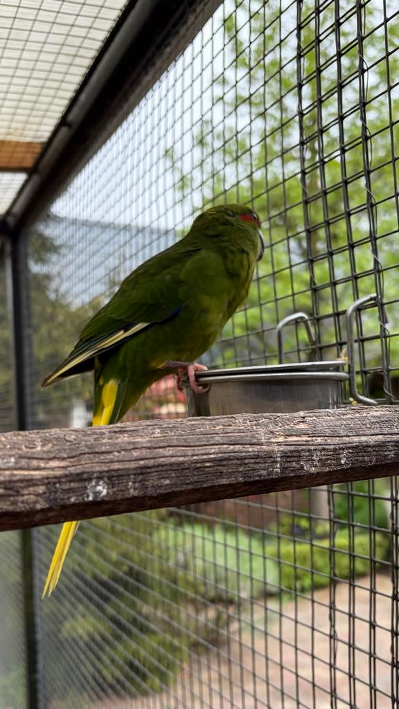 Kakariki’s, Dieren en Toebehoren, Vogels | Parkieten en Papegaaien, Meerdere dieren, Parkiet, Geringd