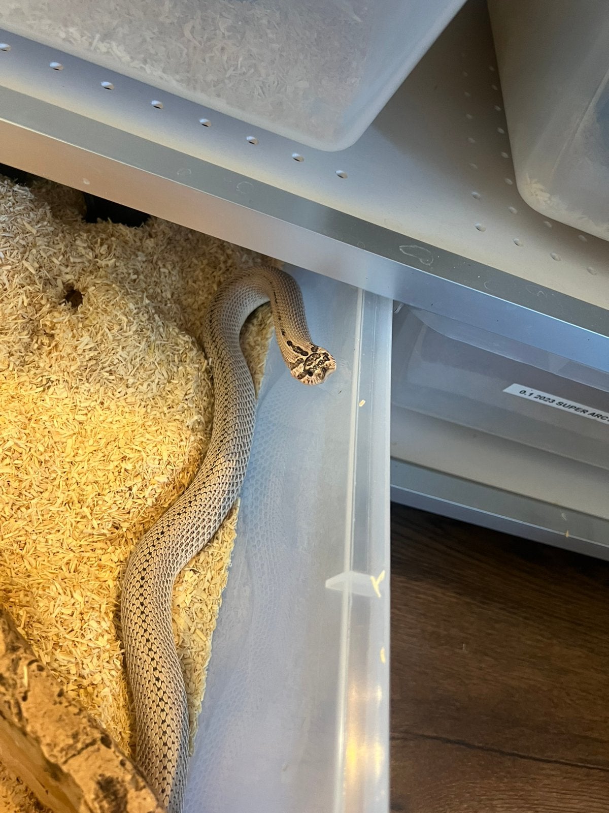 Heterodon nasicus complete kweekgroep– 13 dieren + Alurack Hognose Snake photo 2