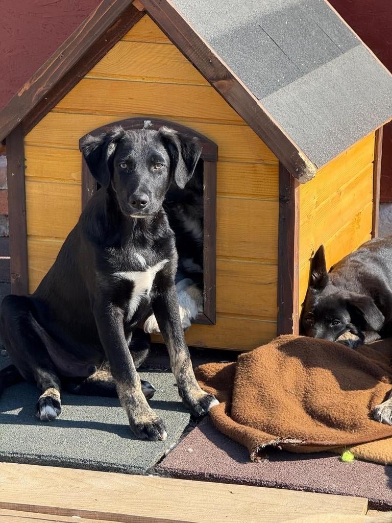 jonge hond 8 maanden adoptie herplaatser, Dieren en Toebehoren, Particulier, 15 weken tot 1 jaar, Buitenland, Meerdere