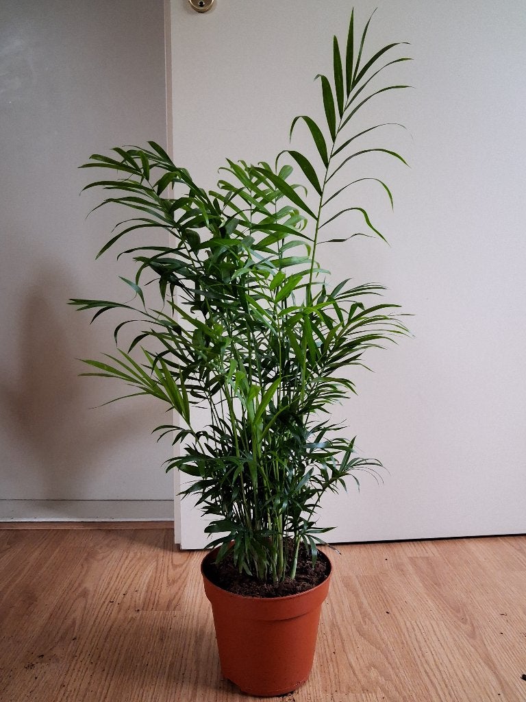 Chamaedorea Elegans - Mexicaanse Bergpalm H: 70 cm., Ophalen, Palm, Halfschaduw, Minder dan 100 cm
