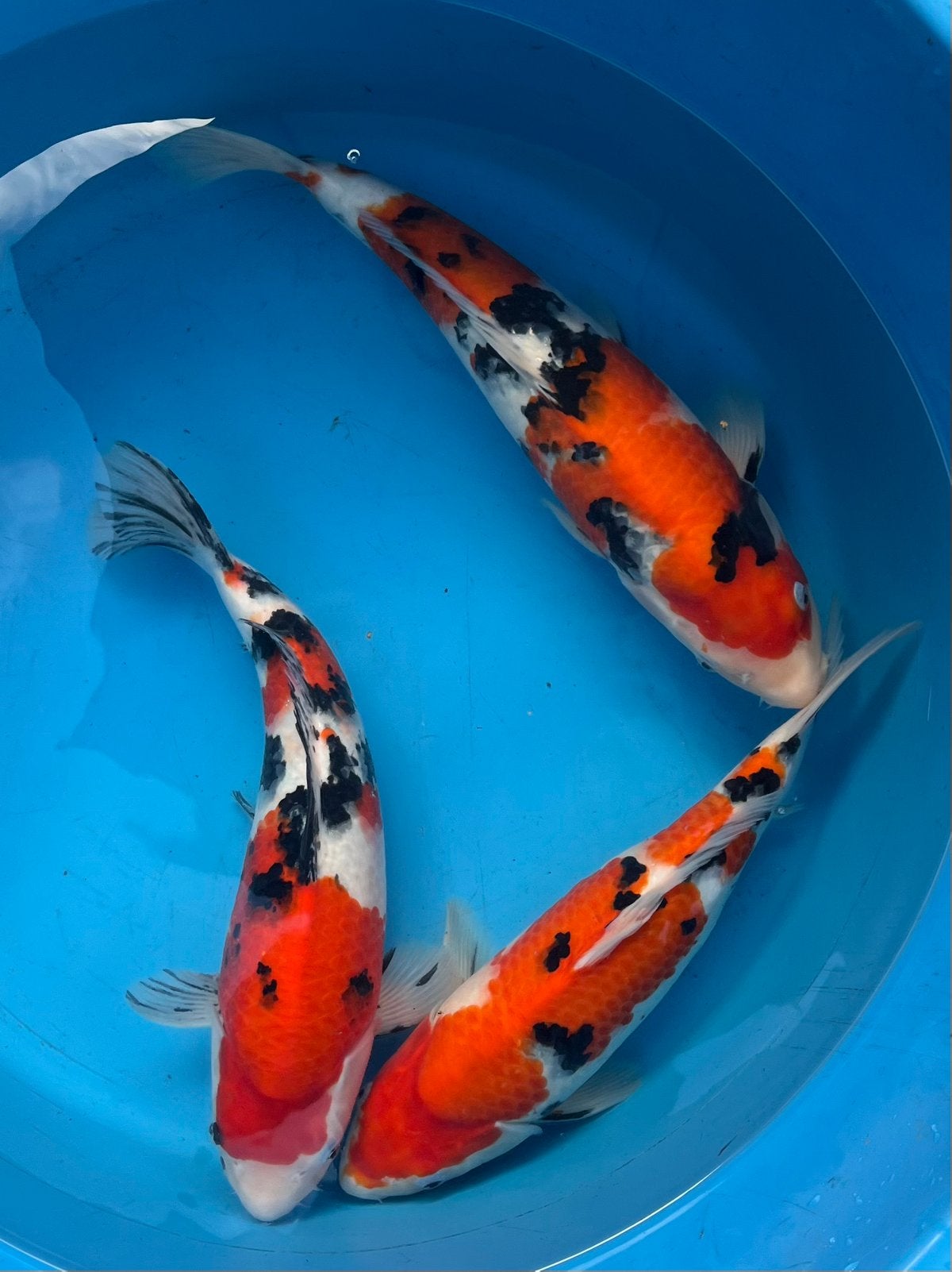 3 heerlijke sanke’s van kweker Marudoh, Karper of Koi