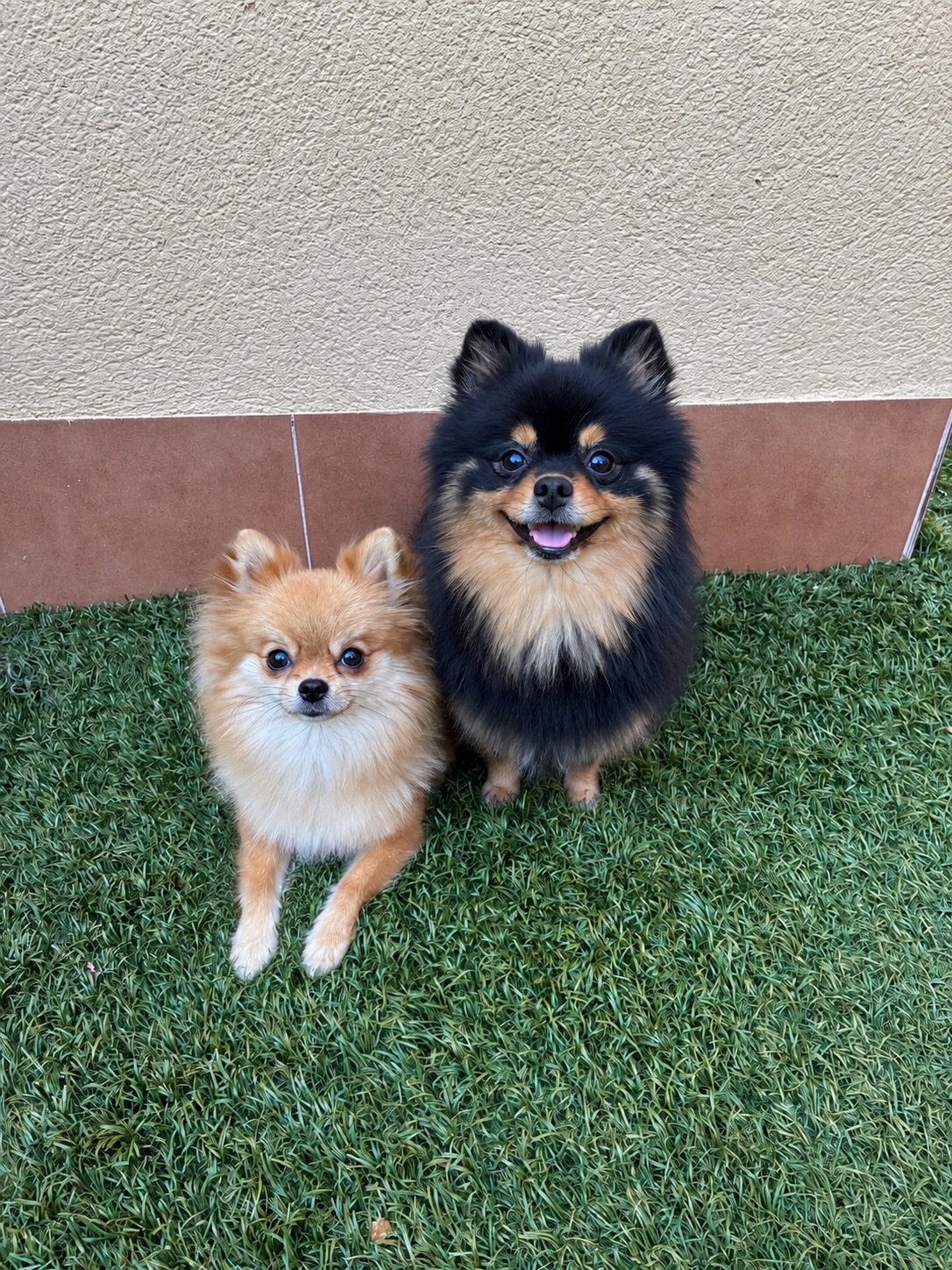 Pomeranian/ Pomeriaan pups, Ophalen