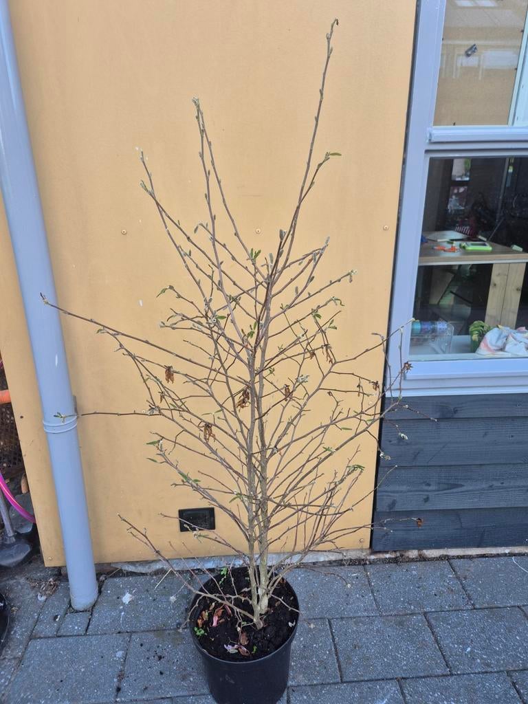 Magnolia stellata in pot - klaar om te planten, Ophalen, Volle zon, Vaste plant, Klimplanten