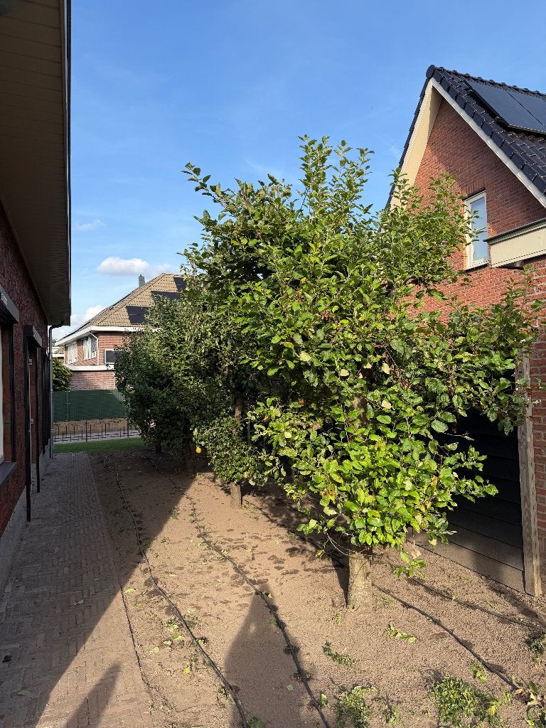 Gratis: 4 fruitbomen van 17 jaar (2 peer, 2 appel), Ophalen, Volle zon, Perenboom, 250 tot 400 cm
