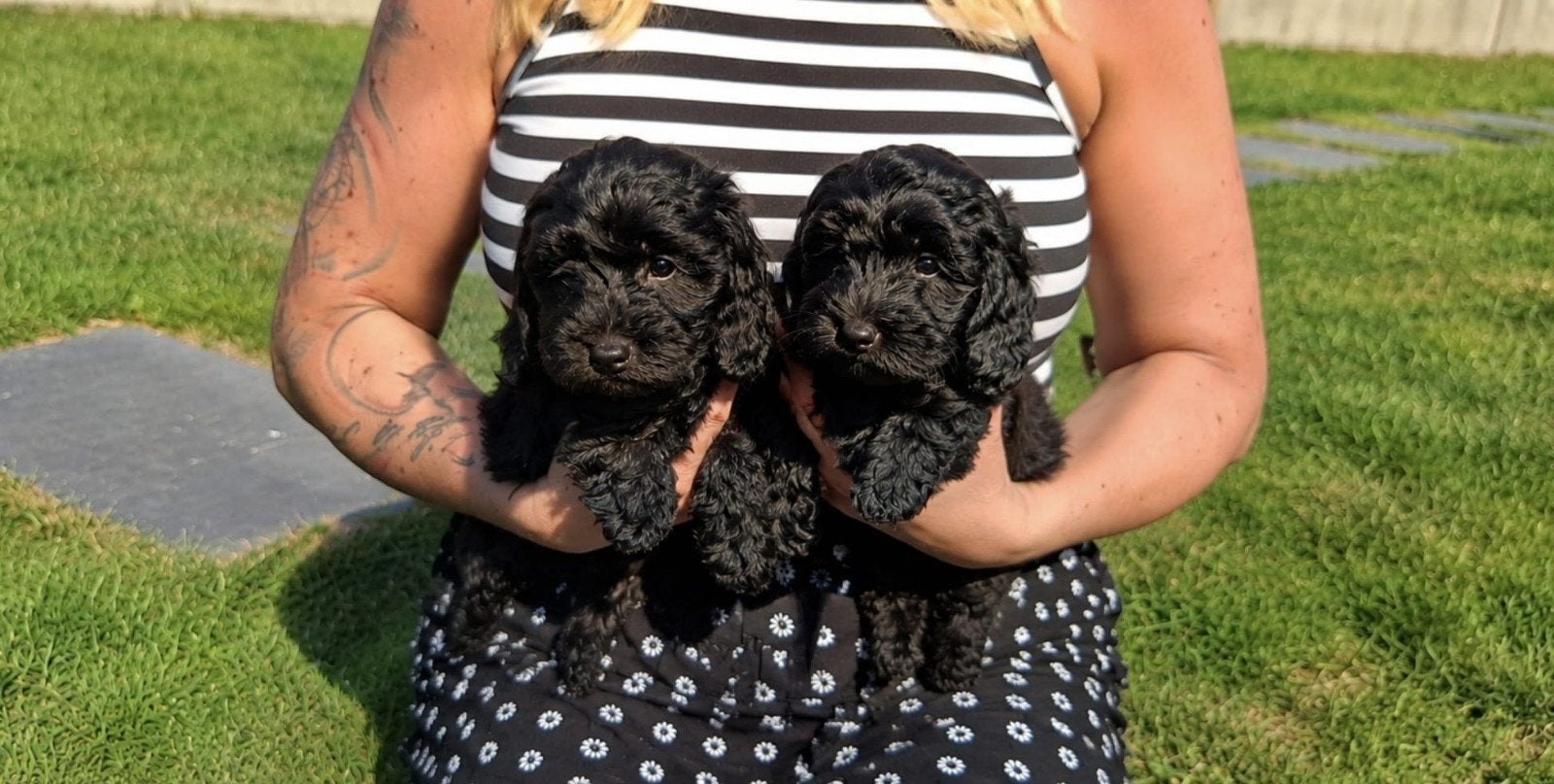 Cavapoo pups, Dieren en Toebehoren, Honden | Niet-rashonden, Parvo, België, Particulier, 8 tot 15 weken