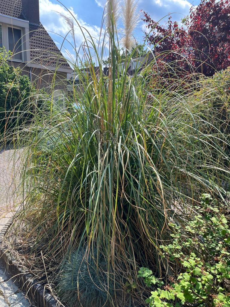 Grote Pampasgras (Cortaderia selloana), Ophalen, Volle zon, Vaste plant, Siergrassen