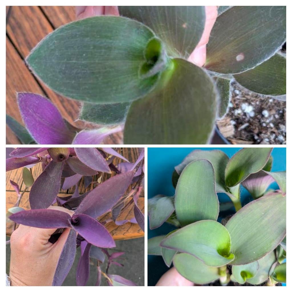 Tradescantia Pallida Blue Sue / Pale Puma / Purple Heart, Verzenden, Volle zon, Minder dan 100 cm
