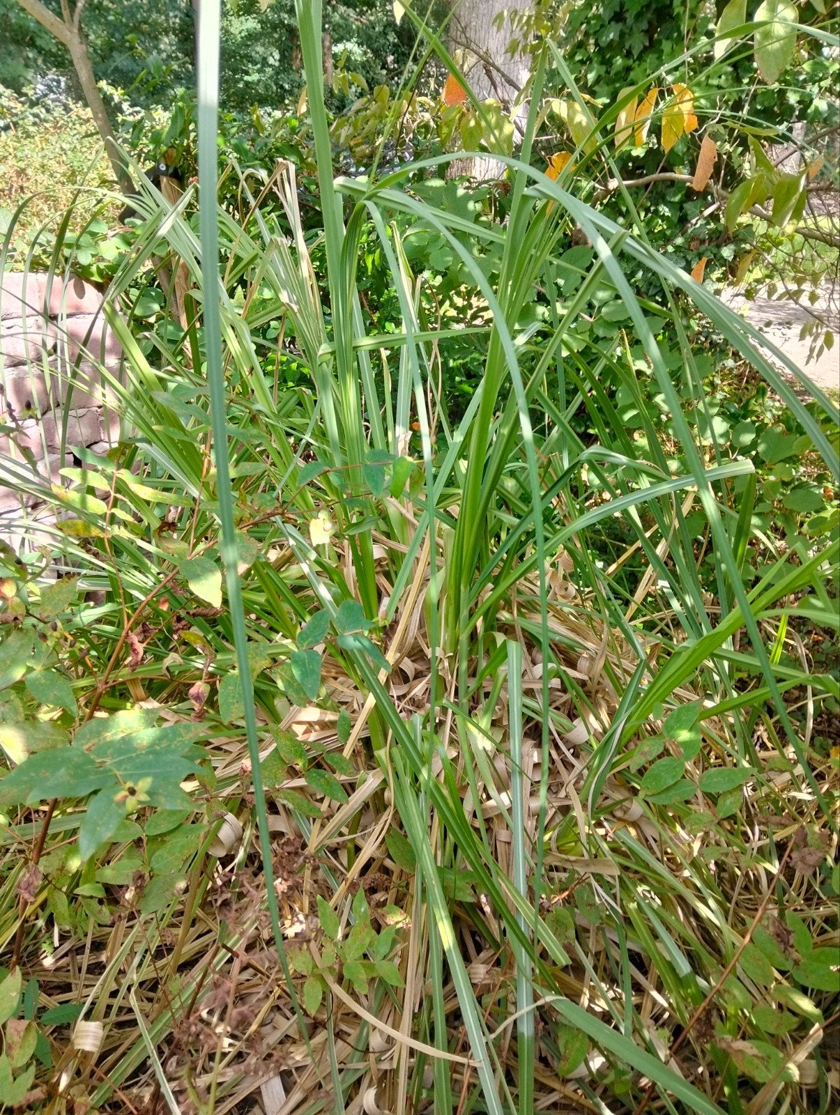 Cortaderia - Pampasgras voor een prachtige tuin, Volle zon, Vaste plant, Siergrassen, Ophalen of Verzenden
