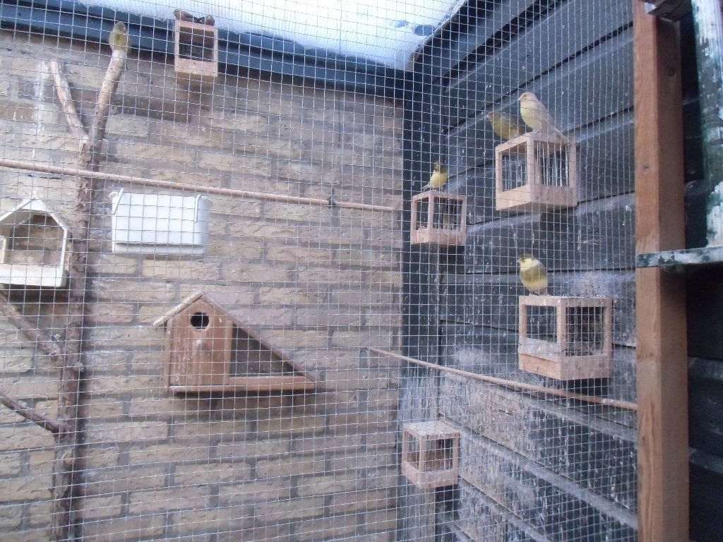 sierduiven oud hollands,e meeuwen 15 stuks, Meerdere dieren, Overige soorten