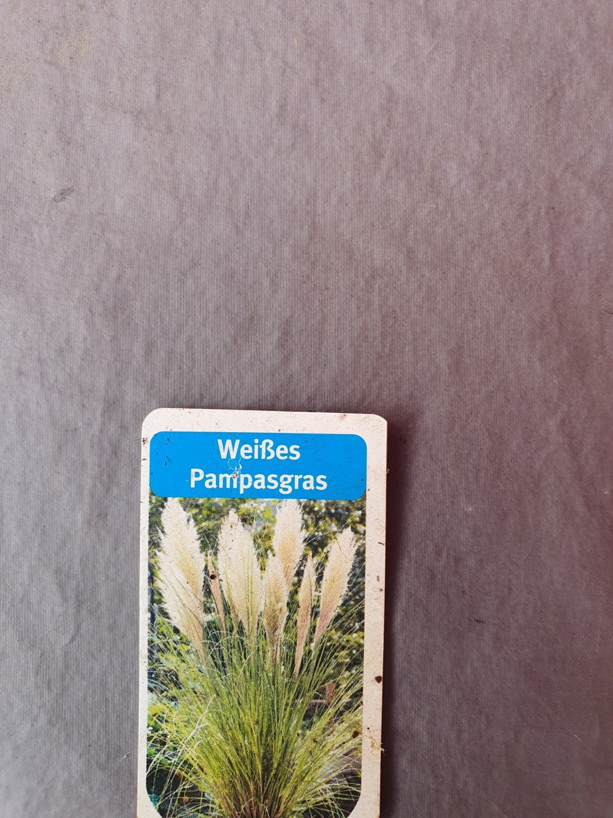 deze mooie pampasgras bieden, Ophalen, Volle zon, Knol