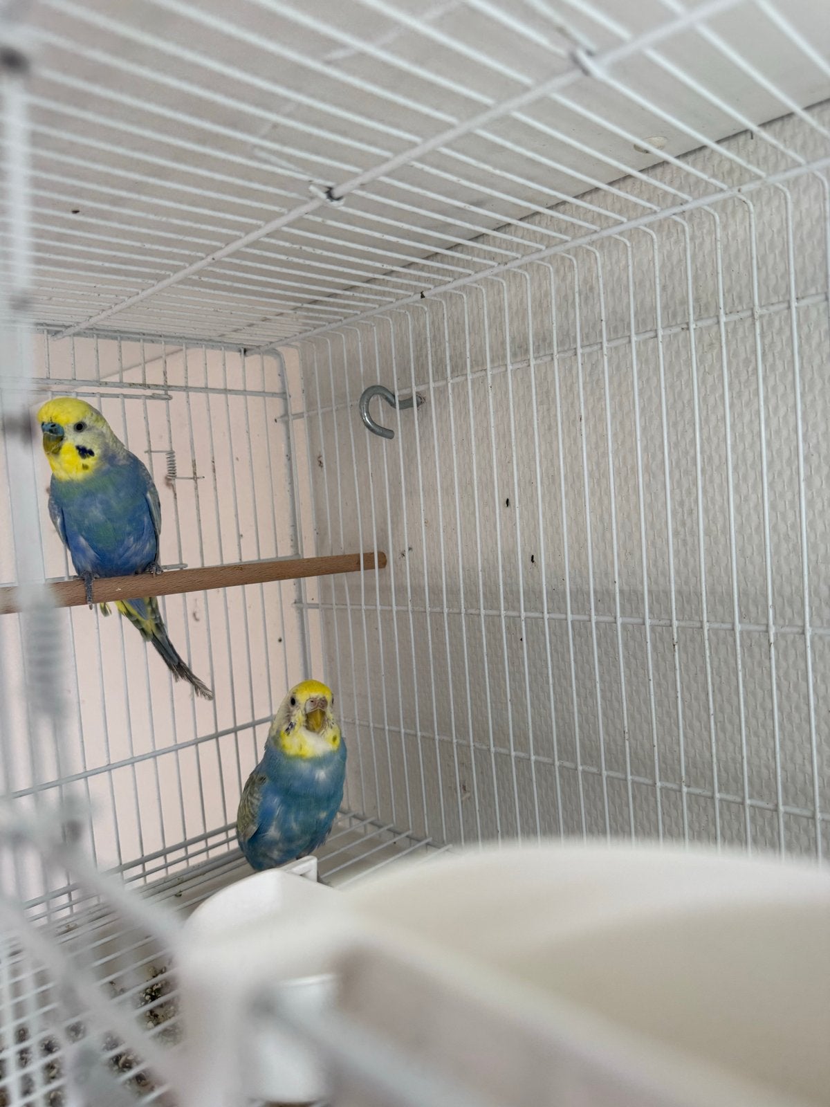 Mooi Koppeltje Regenboog Grasparkieten / Rainbow Budgies
