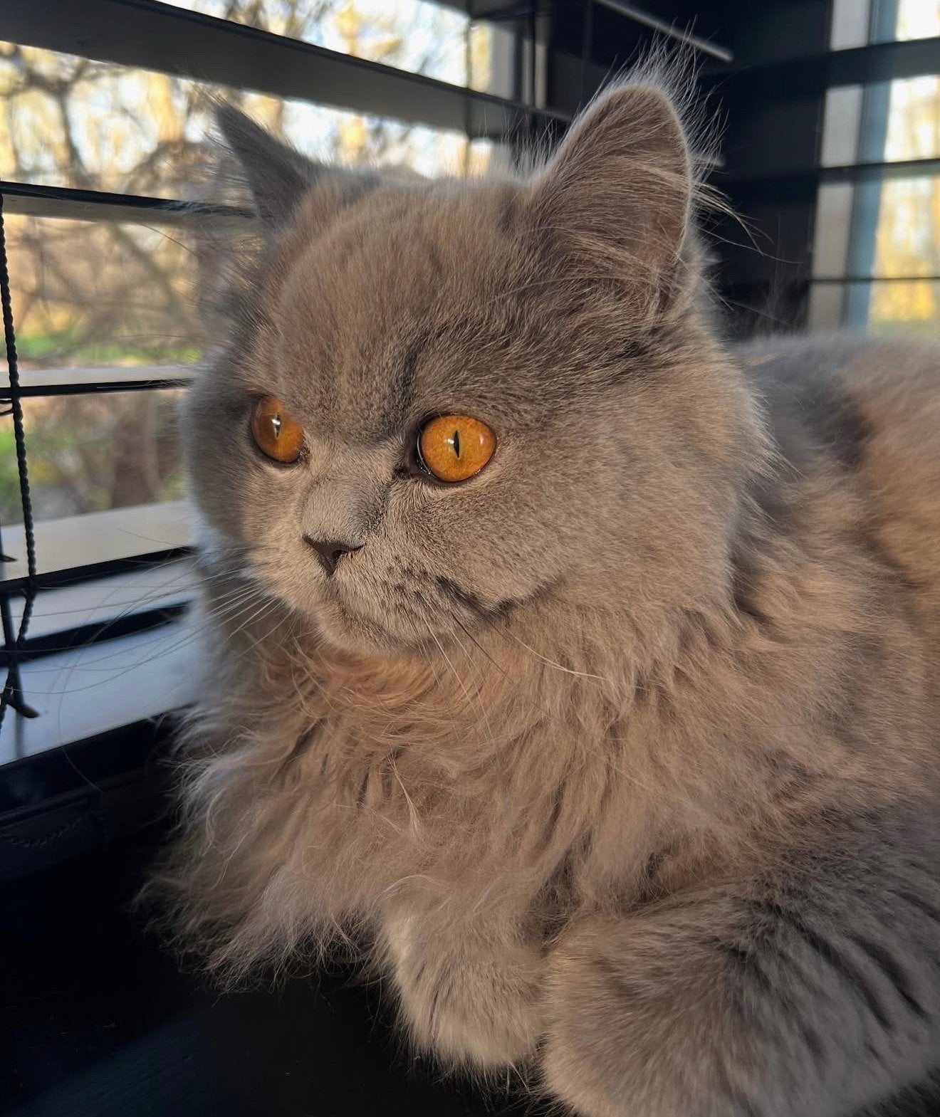 Brits langhaar poes met stamboom, Poes, Langharig, 0 tot 2 jaar
