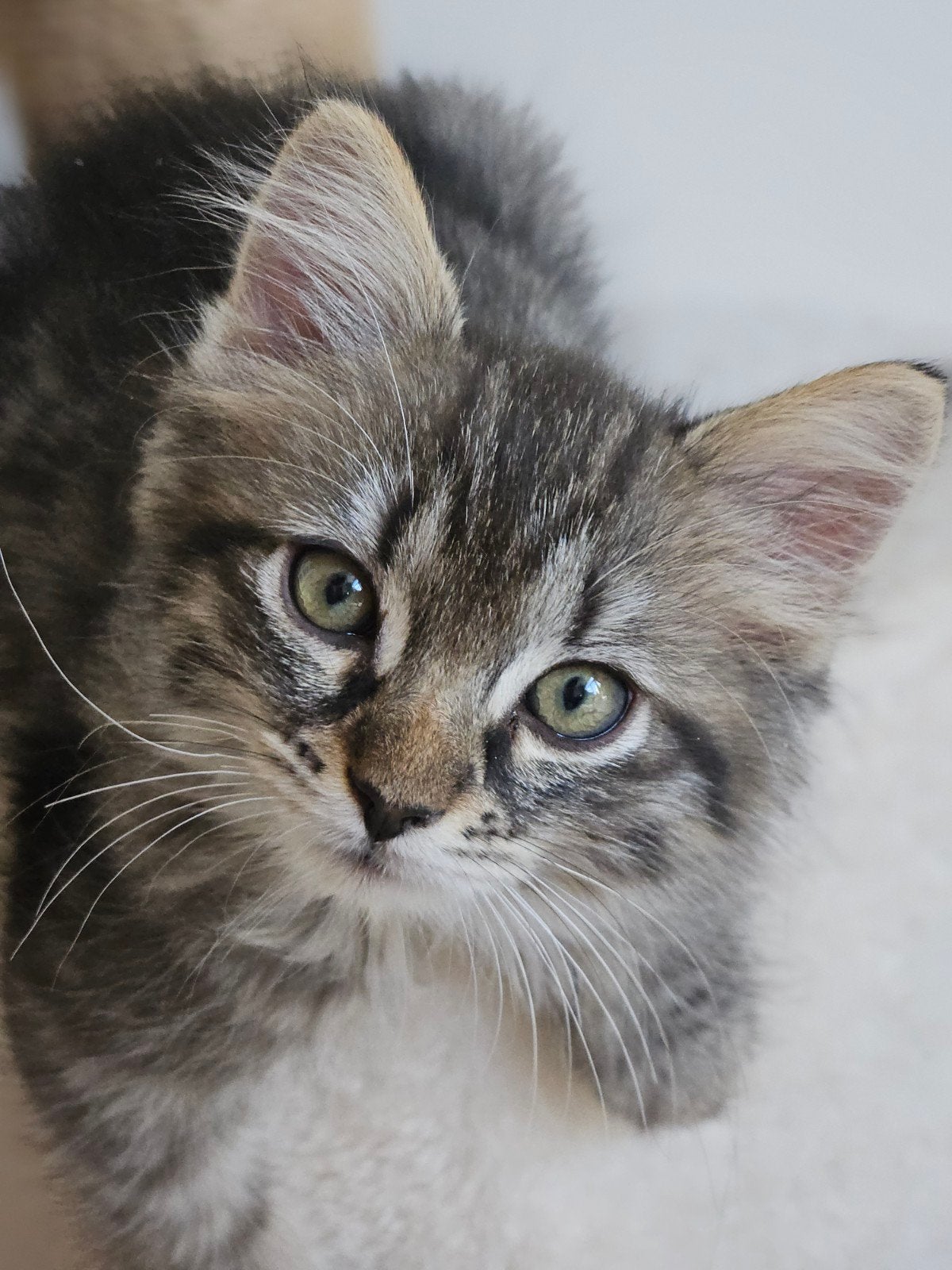 1/2 ragdoll kittens, ze mogen weg naar een warm thuis, Poes, Langharig, 0 tot 2 jaar
