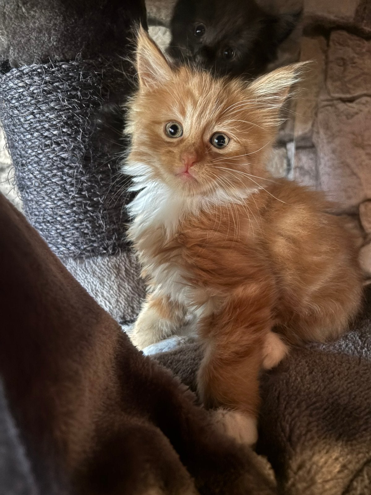 Roden Maine coon kitten kattertje, Kater, Gechipt, 0 tot 2 jaar