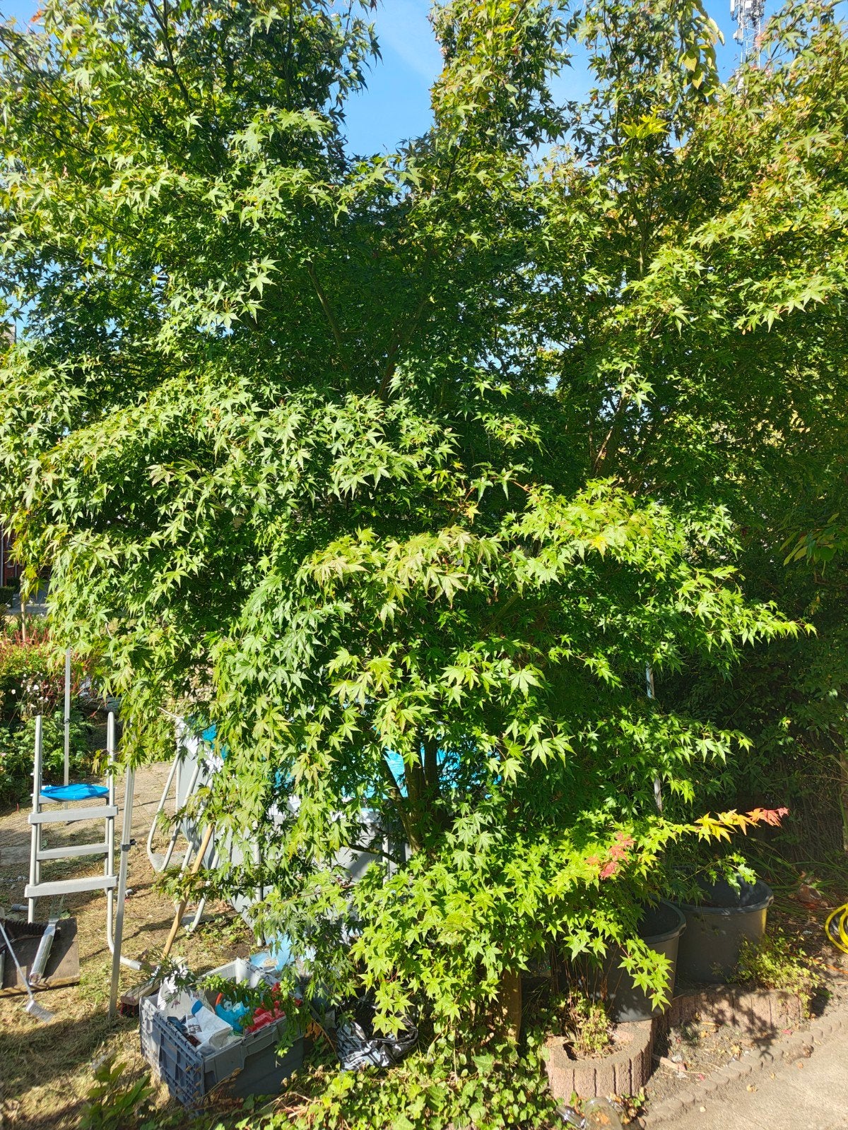 Grote Japanse Esdoorn (Acer Palmatum) - Prachtige Tuinboom, Bloeit niet, Overige soorten, 250 tot 400 cm, Ophalen