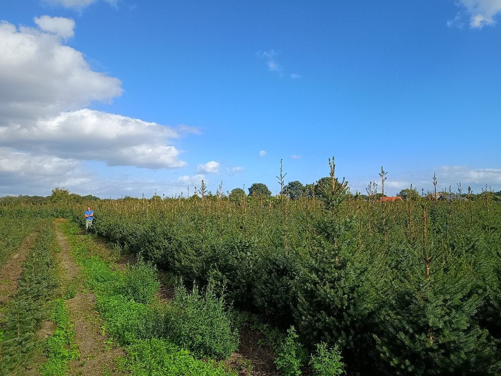 partij (-en) Picea omorika kerstbomen eigen teelt, Overige soorten, 100 tot 250 cm, Zomer, Ophalen