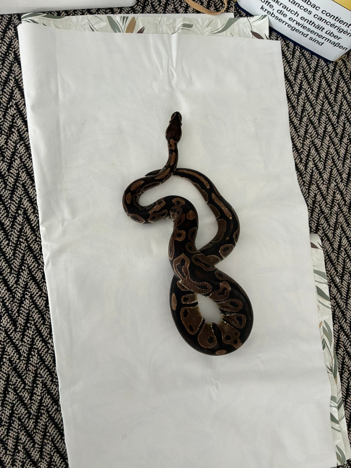 Koppel koningspython regius wild kleur Ball Python photo 3