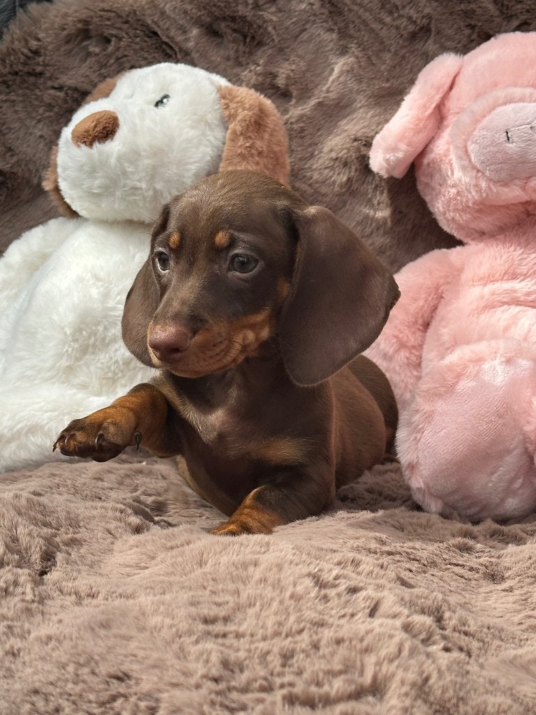 Super Knappe Teckel Pups, 8 tot 15 weken, Korthaar, Dwerg, Parvo