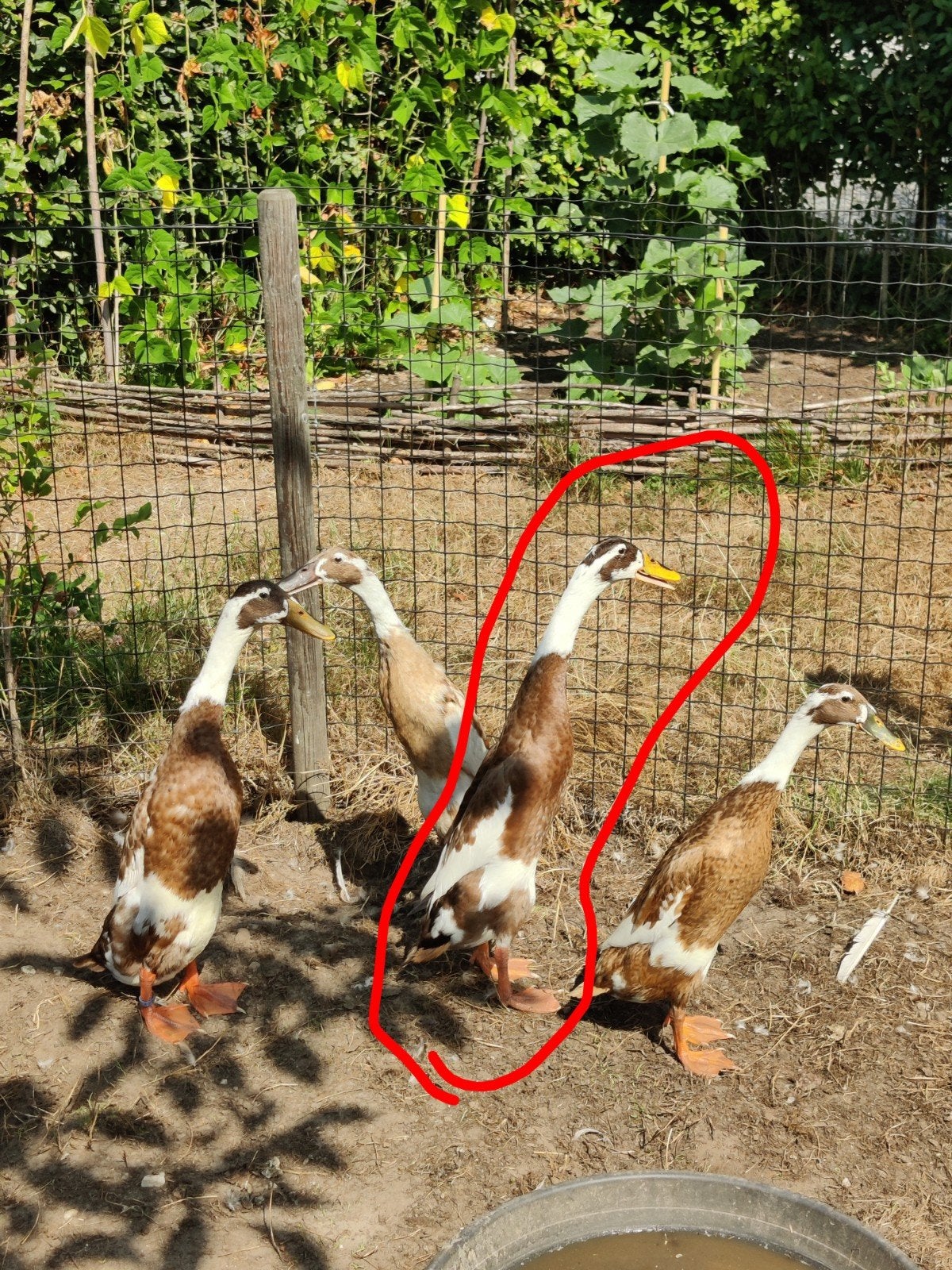 loopeenden reebont, Dieren en Toebehoren, Mannelijk, Eend