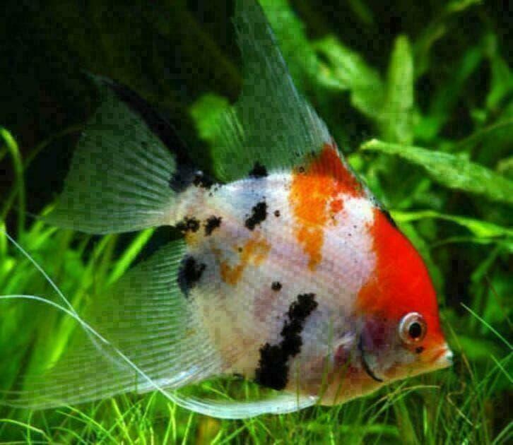 maanvissen, 20 soorten, diverse  maten, maanvis, Vis, Zoetwatervis
