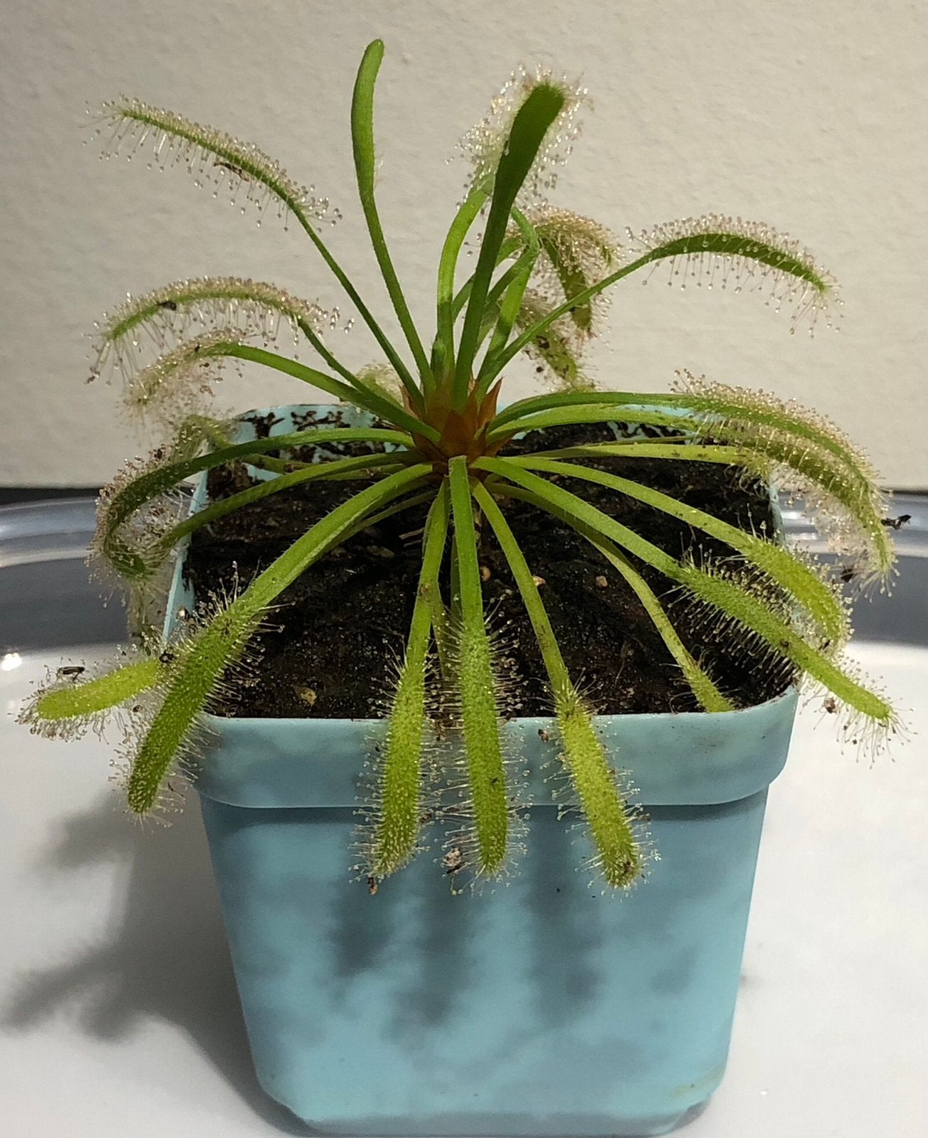 Drosera Capensis Alba. Zonnedauw. (fruit) vliegjesvanger., Ophalen, Halfschaduw, Minder dan 100 cm