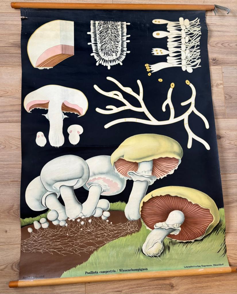 Oude schoolposter, Ophalen, Zo goed als nieuw
