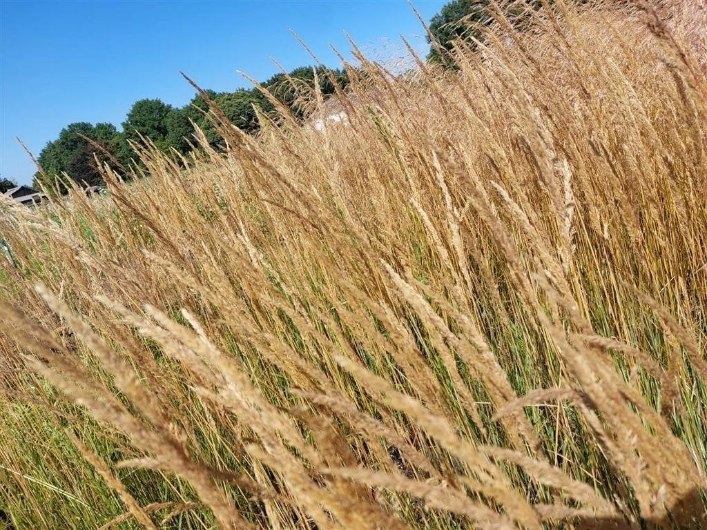 Calamagrostis Karl Foerster Struisriet afhaal aanbieding, Tuin en Terras, Ophalen, Overige soorten, Halfschaduw