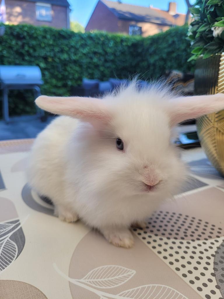 2 leeuwenkop konijntjes met hang oren, Meerdere dieren