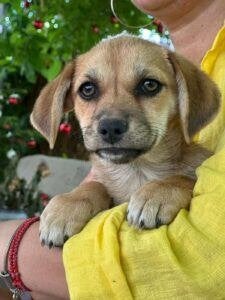Julieta, Dieren en Toebehoren, Honden | Niet-rashonden, 15 weken tot 1 jaar, Handelaar, Buitenland, Teef