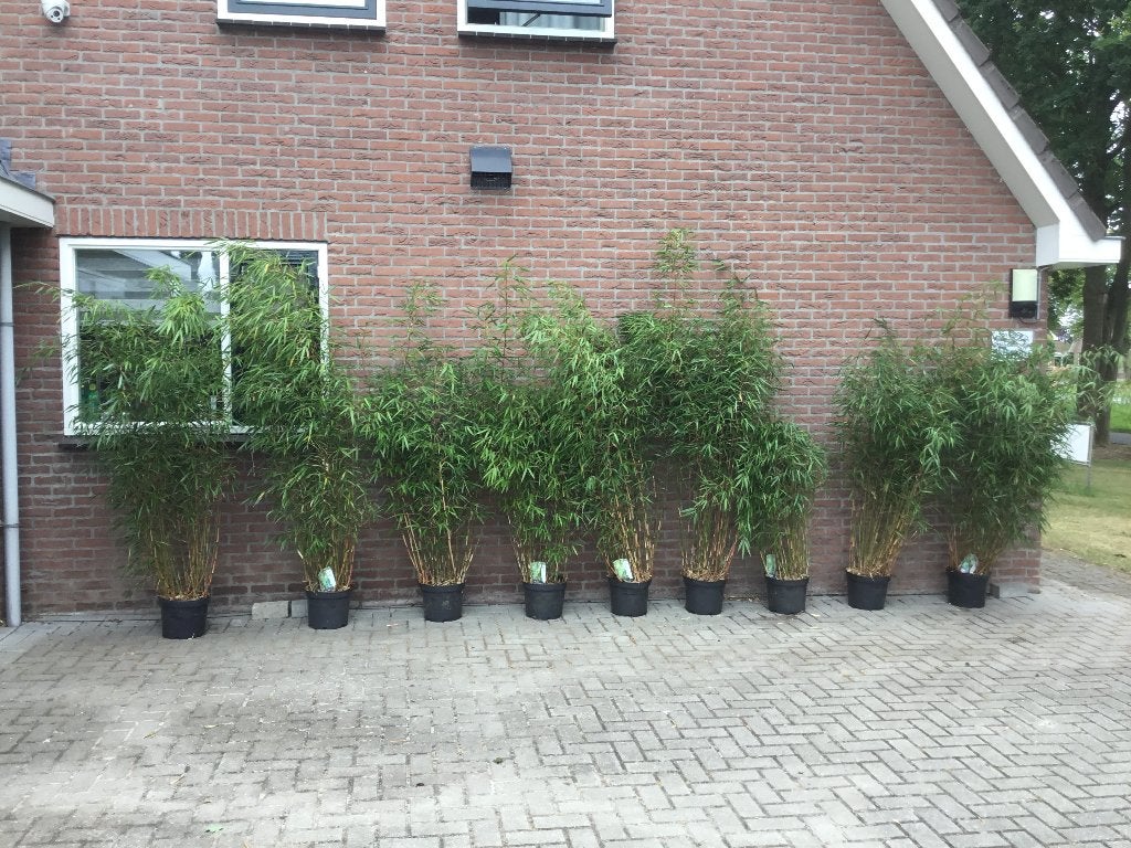 Fargesia Scabrida, niet woekerende bamboe!!!, Vaste plant, Bloeit niet, Halfschaduw, Ophalen
