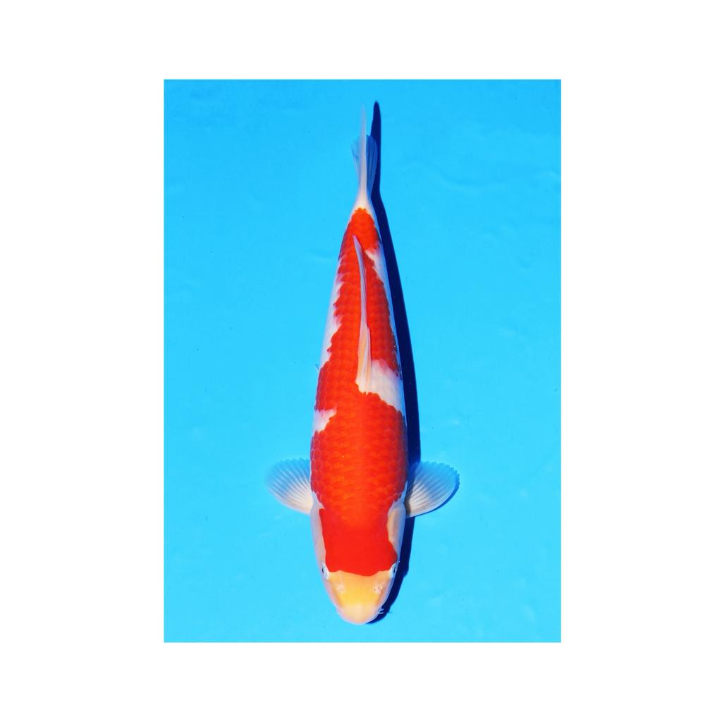 Kohaku TOSAI OYA koifarm NEW Trommelfilter vijverpomp enz, Karper of Koi