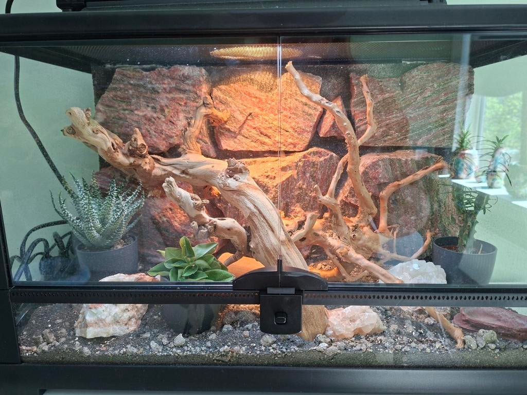 Terrarium met stenen achterwand., Dieren en Toebehoren, Reptielen en Amfibieën | Toebehoren, Ophalen, Nieuw, Terrarium of Paludarium