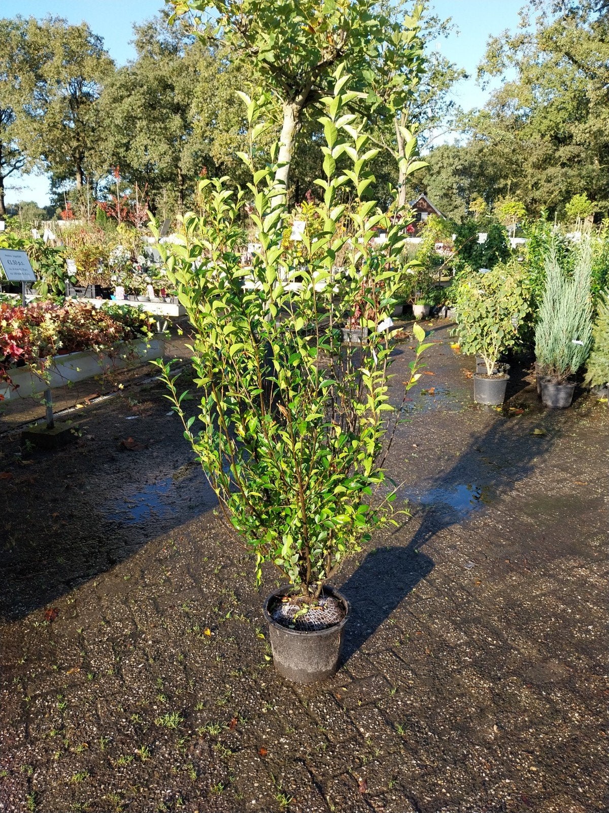 Liguster struiken 150-175 cm hoog, Ophalen, Liguster, Struik, 100 tot 250 cm