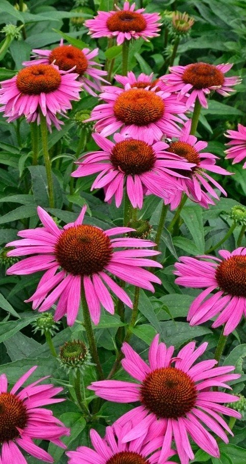 Echinacea purpurea 'Fatal Attraction' - 2 liter pot, Ophalen of Verzenden, Overige soorten, Volle zon