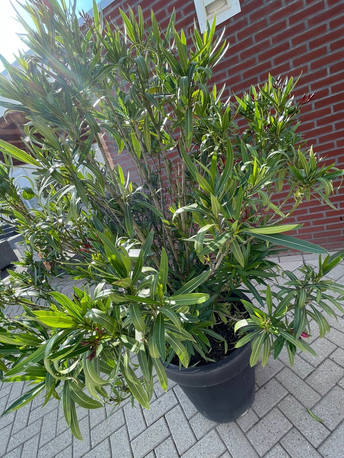 Plant met pot, Overige soorten, Volle zon, Vaste plant, Ophalen of Verzenden