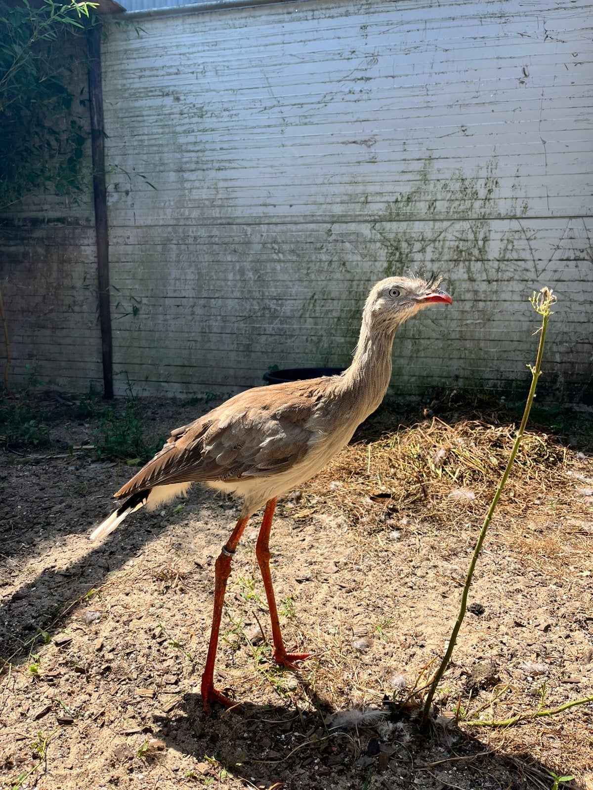 Koppel kuifseriema’s, Dieren en Toebehoren, Vogels | Overige Vogels, Meerdere dieren, Roofvogel, Tam