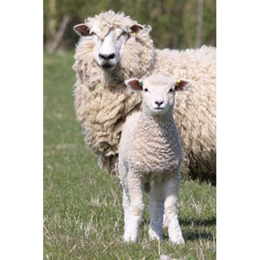 Start je wolcarrière met een cursusdag wol bewerken!, Hobby en Vrije tijd, Ophalen, Zo goed als nieuw, Spinwol