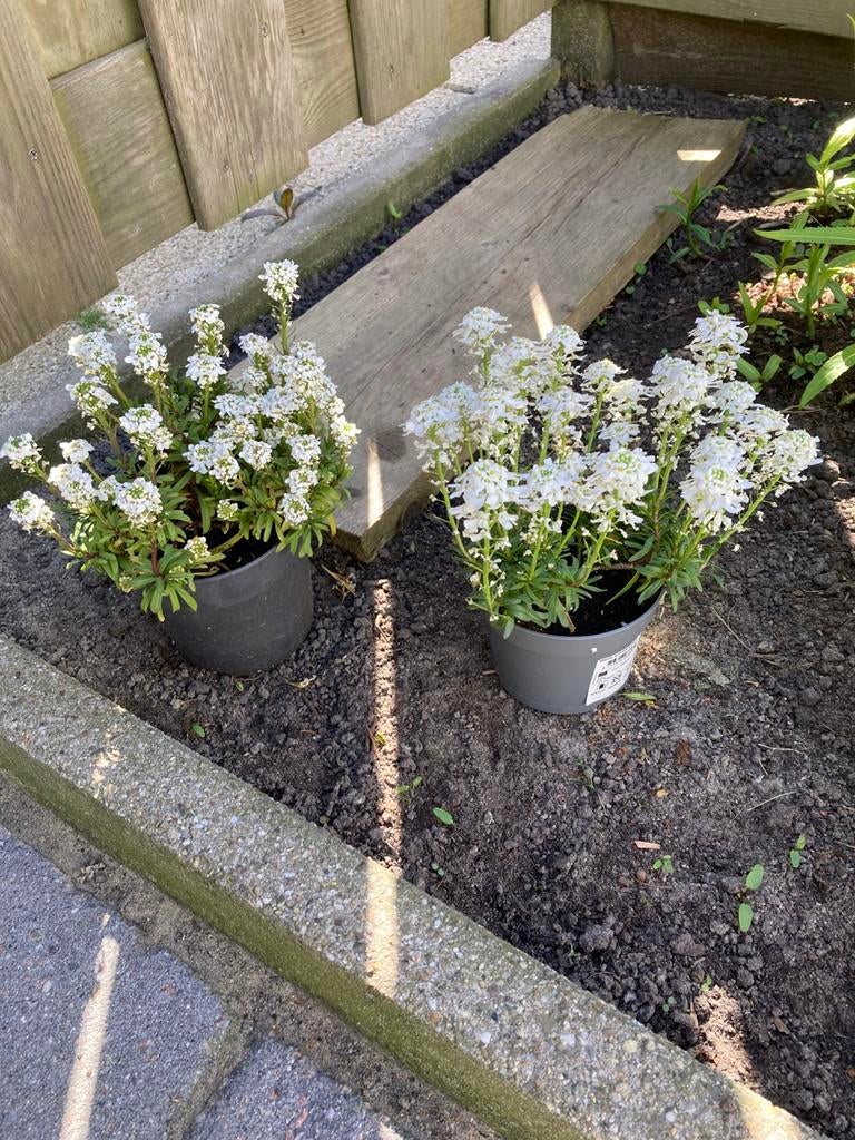2x iberis, Ophalen, Volle zon