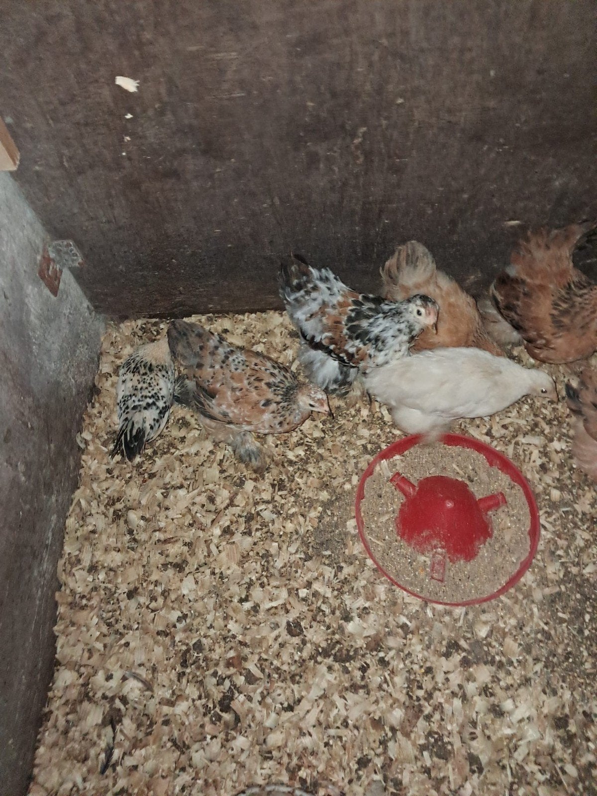 Brahma kuikens 7 hennen. Ouders staan ook op foto. 12.50 p/s, Dieren en Toebehoren, Pluimvee