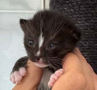 Tommy zoekt zijn gouden mandje – met een kittenvriendje!