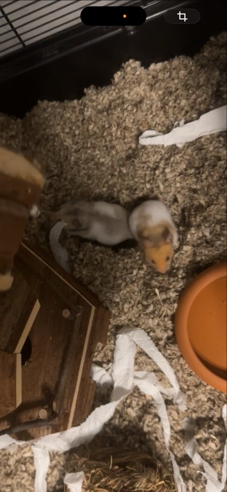 Goudhamsters tam, Dieren en Toebehoren, Hamster, Mannelijk, Tam, September