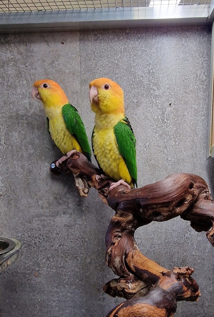 Roestkop Caique pop 2026, Vrouwelijk, Papegaai, Geringd