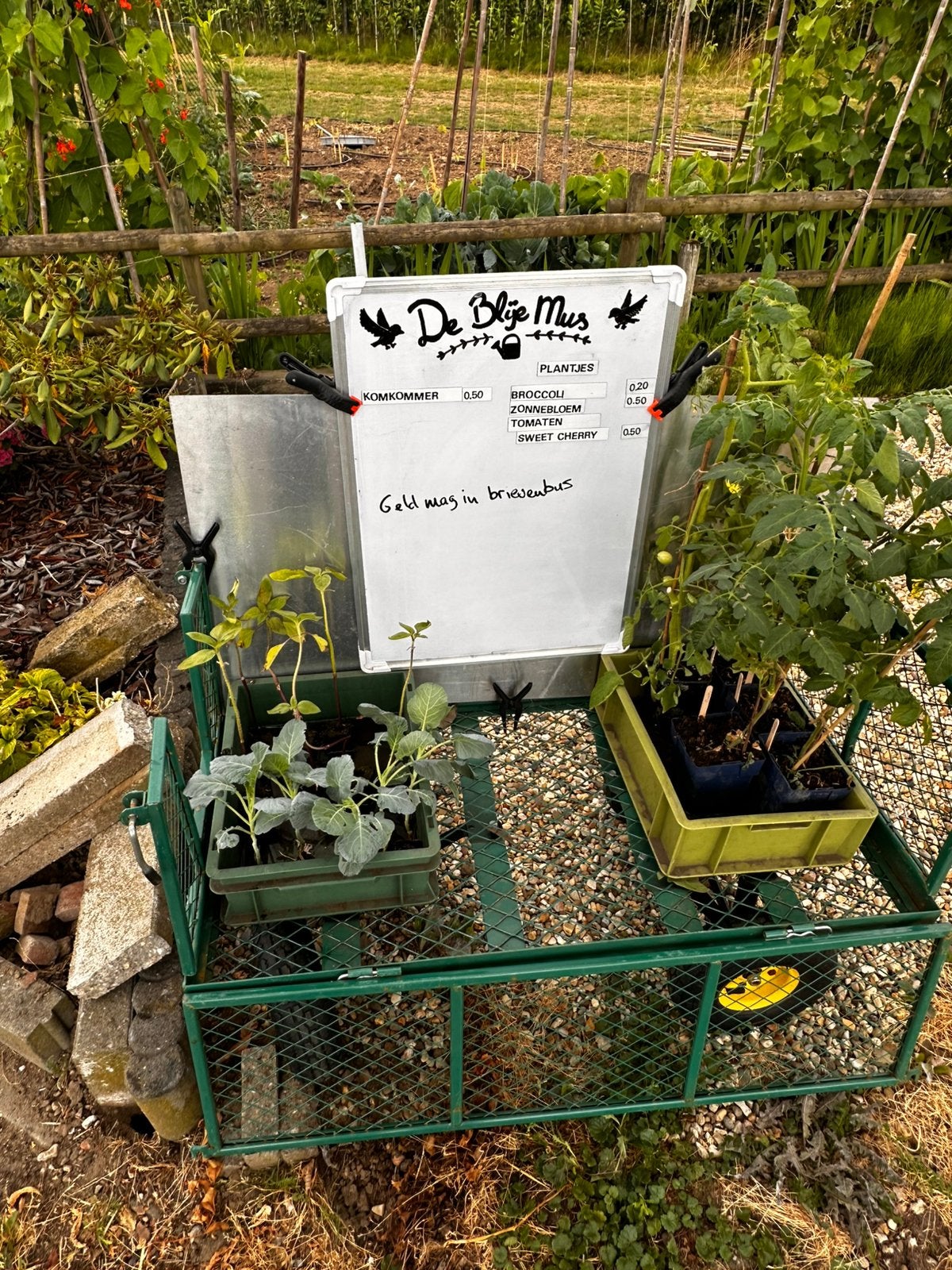 Moestuin plantjes - zonnebloem - broccoli, Ophalen, Zo goed als nieuw, Kweekbak