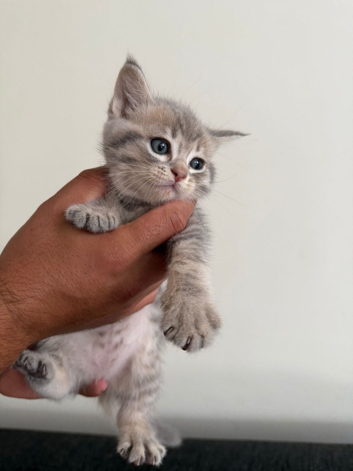 Te koop katten, Dieren en Toebehoren, Meerdere dieren