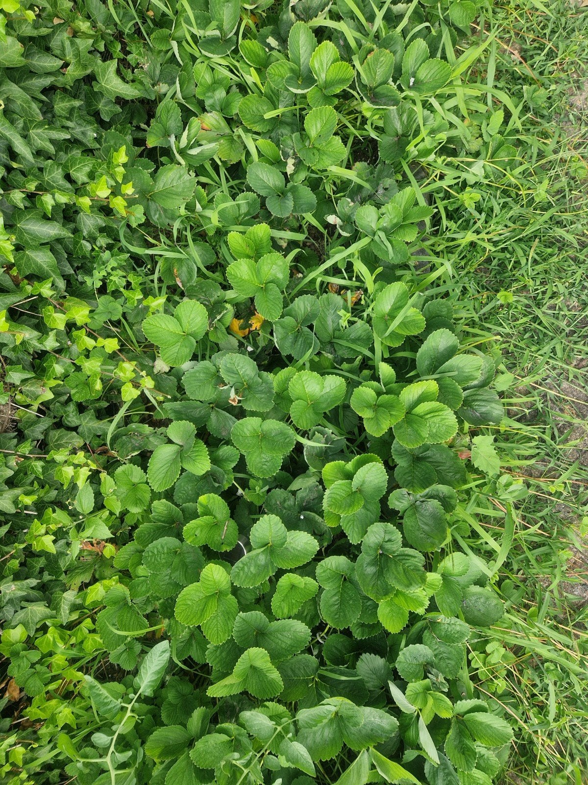 Aardbeienplant juni bloeier, Tuin en Terras, Planten | Tuinplanten, Volle zon, Vaste plant, Ophalen of Verzenden, Fruitplanten