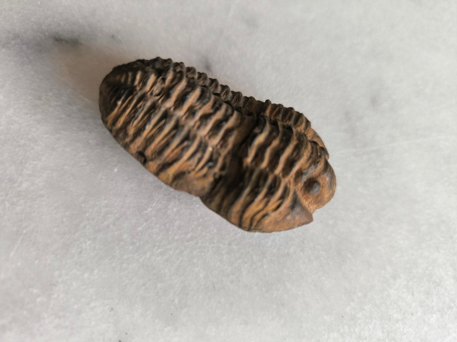 Trilobiet Fossiel (5,5 cm), Ophalen of Verzenden, Fossiel