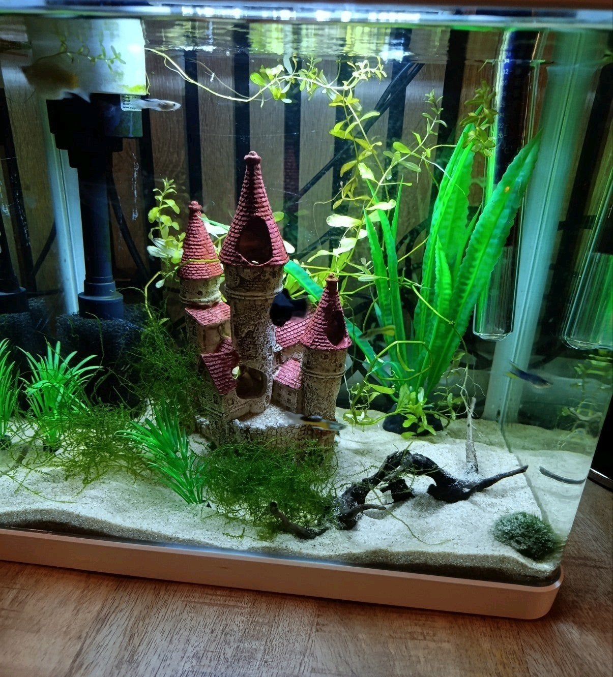 aquarium, Ophalen, Inclusief vissen, Zo goed als nieuw, Gevuld zoetwateraquarium